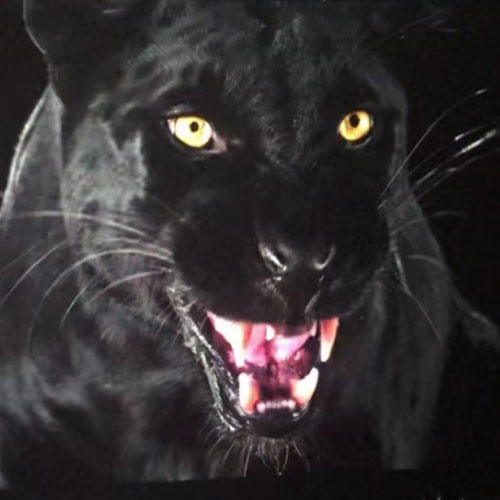 Infinity Design LED Installation